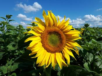 Das Foto zeigt die Blüte einer Sonnenblume in Großaufnahme, im Hintergrund ist ein Sonnenblumenfeld zu sehen.